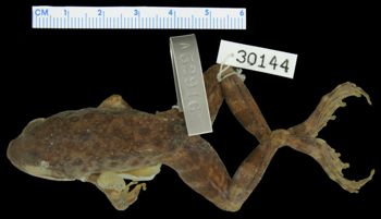 Media type: image; Herpetology A-30144